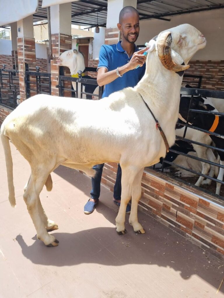 Going Viral with Ladoum: The Livestock Trend That’s Taking Over