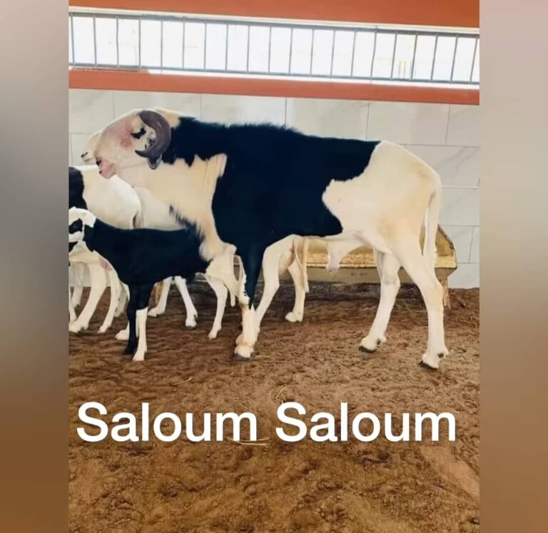 SALOUM