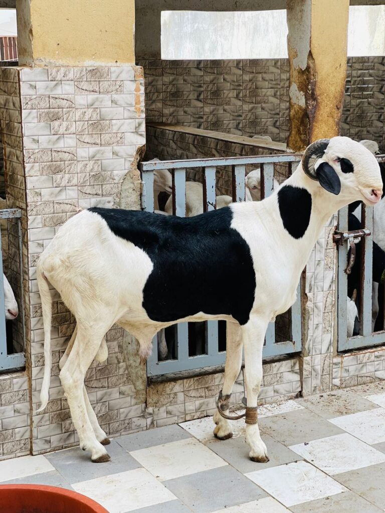 HOW COMPLEX IS SHEEP BREEDING?